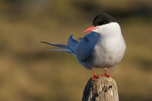 The Arctic tern (Sterna paradisaea)