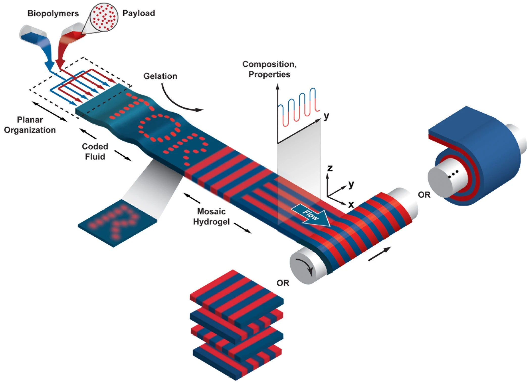 A diagram of the tissue-producing device