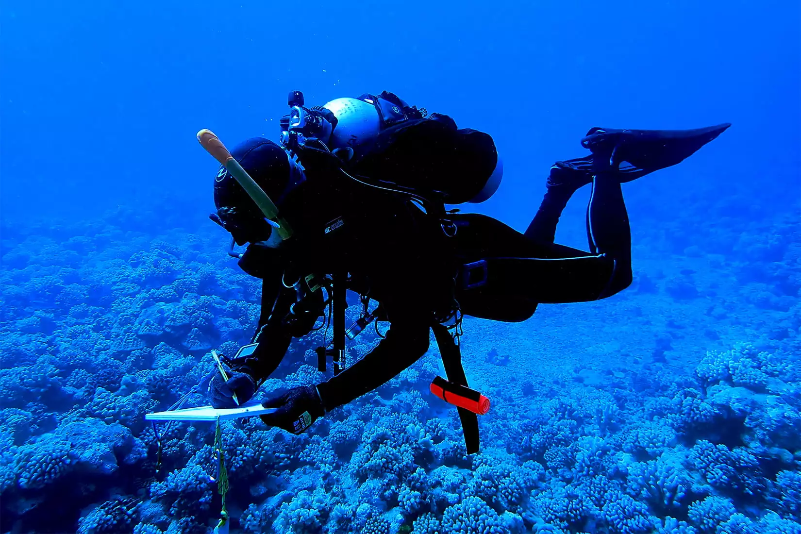 Rice University's Carsten Grupstra takes notes while following coral predator fish in Mo'orea
