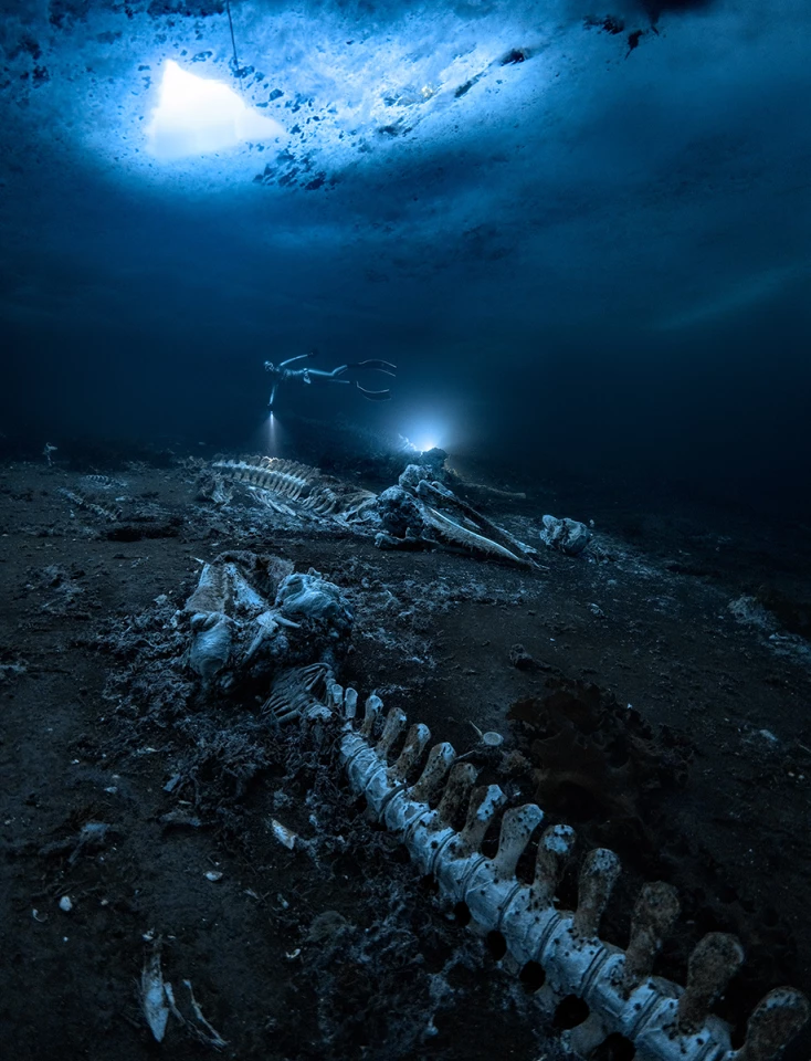 Winner - Wide Angle. A whale carcass underwater in Greenland.