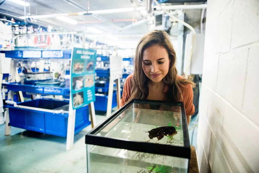 Dr. Alexandra Schnell observes a cuttlefish in the Marine Biological Laboratory's Marine Resources Center