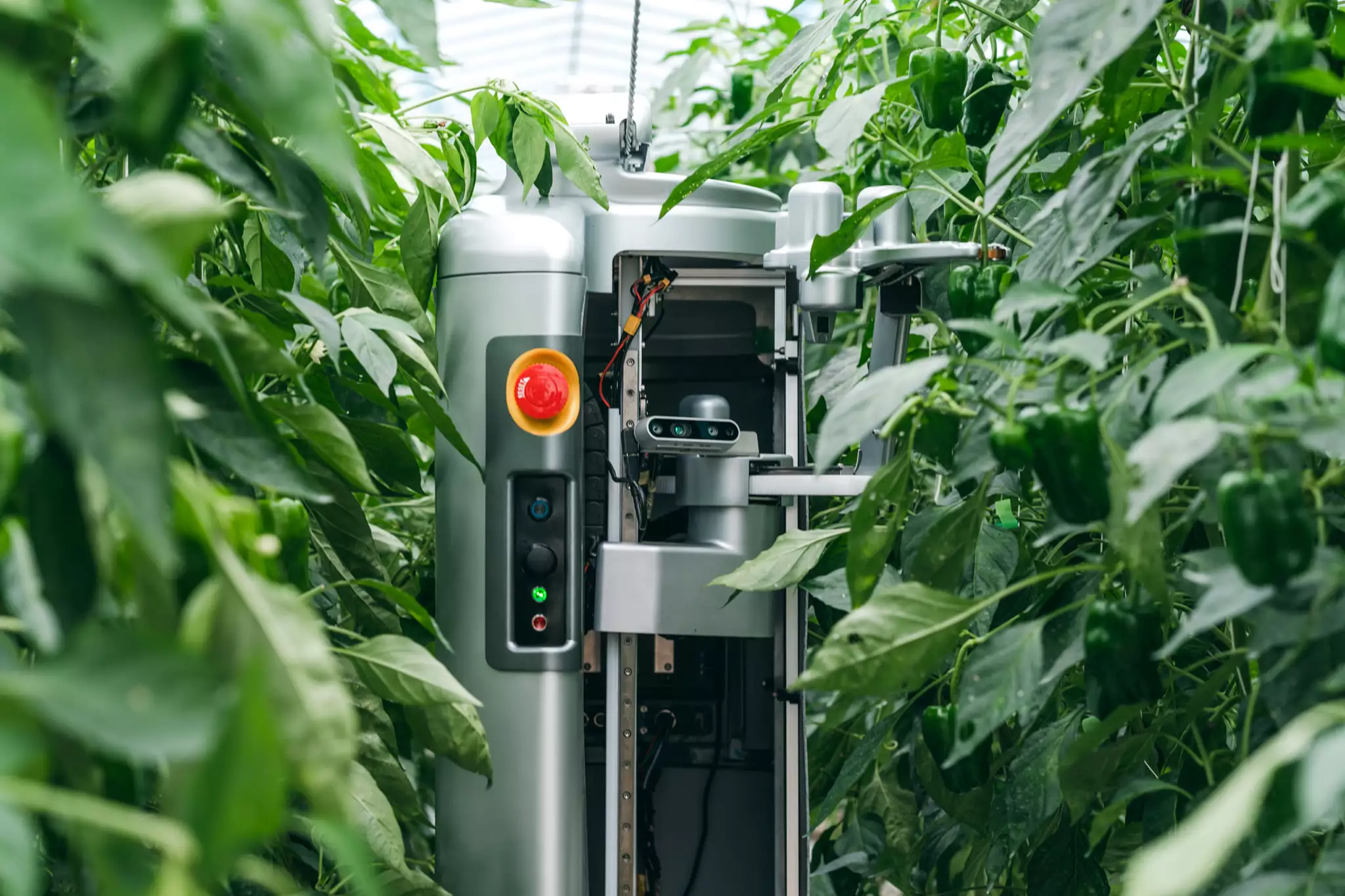 As the L robot performs its daily inspections of the crop, it uses multiple types of cameras – along with a proprietary AI-based computer vision algorithm – to spot ripe peppers in amongst the leaves