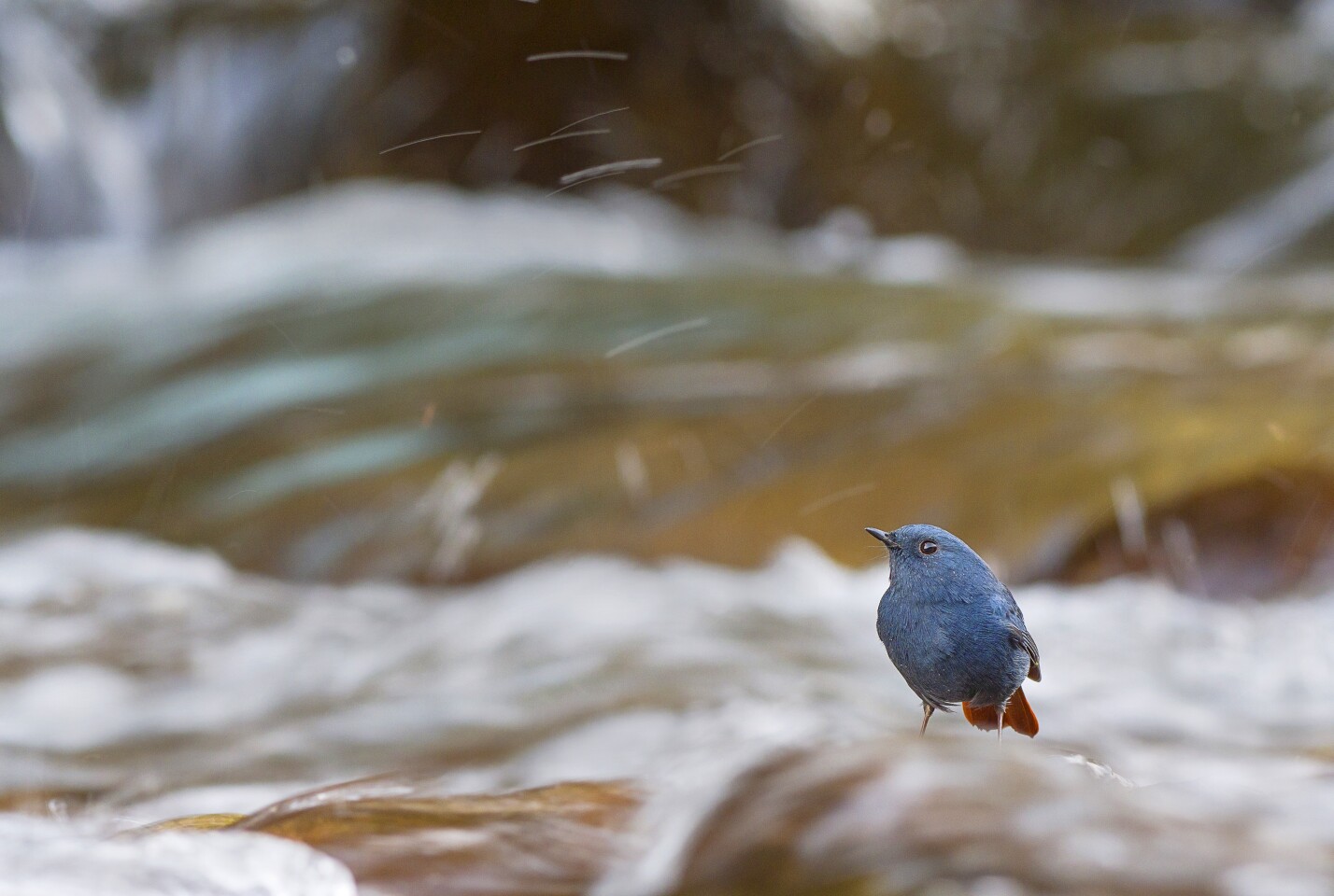 The overall student winner was Nilanjan Chatterjee with this shot of a male plumbeous water-redstart preying upon waterborne insects
