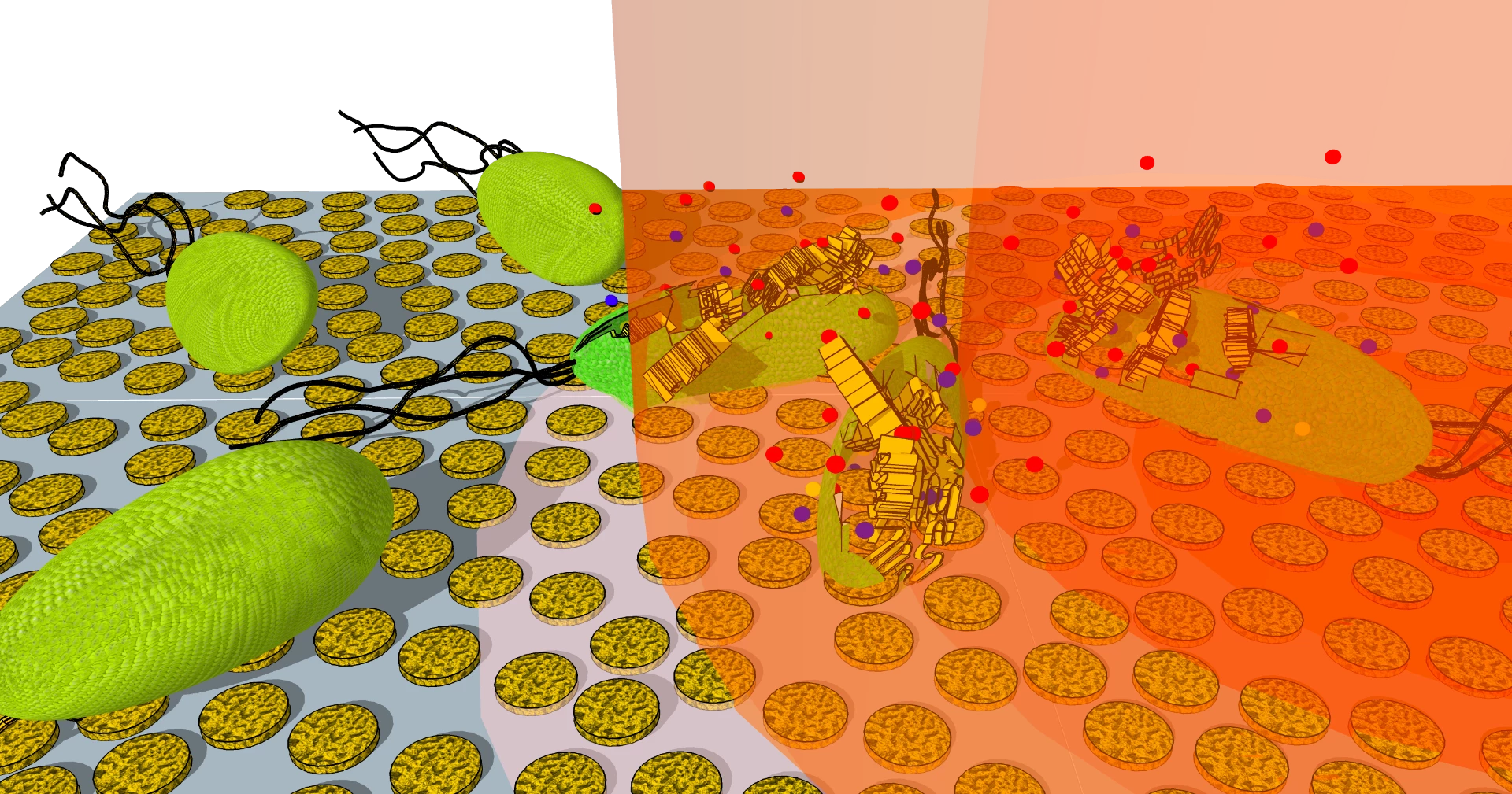 The team found that their new technique, involving gold nanodisks and infrared light, killed the bacterial cells within 25 seconds