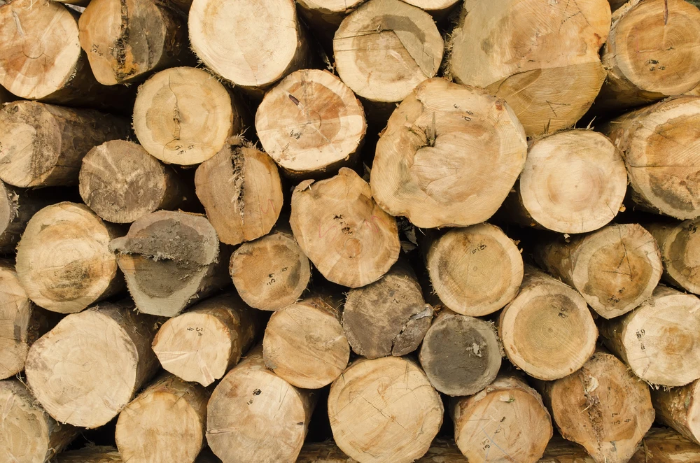 Gizmag takes a stroll through the woods with the latest in naturally inclined technology (Photo: Shutterstock)