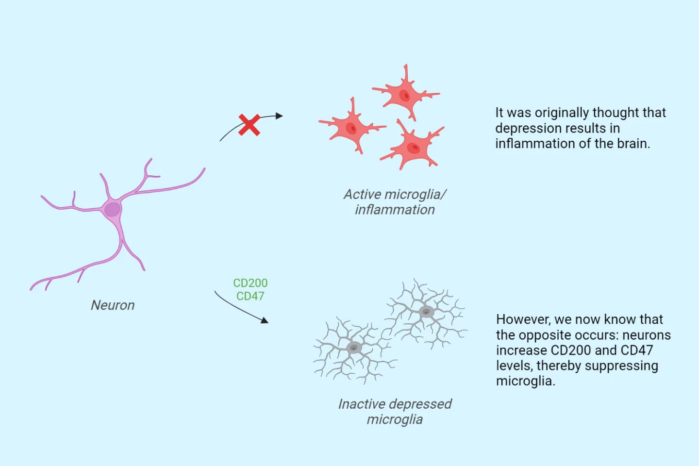 Diagram depicting the influence of proteins CD200 and CD47 on microglia during depression