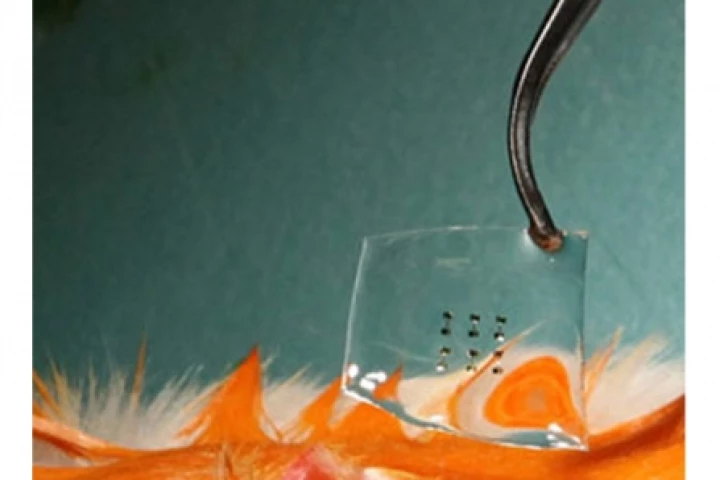 A clear silk film, about one centimeter squared, with six silicon transistors on its surface about to be implanted into a mouse (Photo: Rogers/Omenetto)