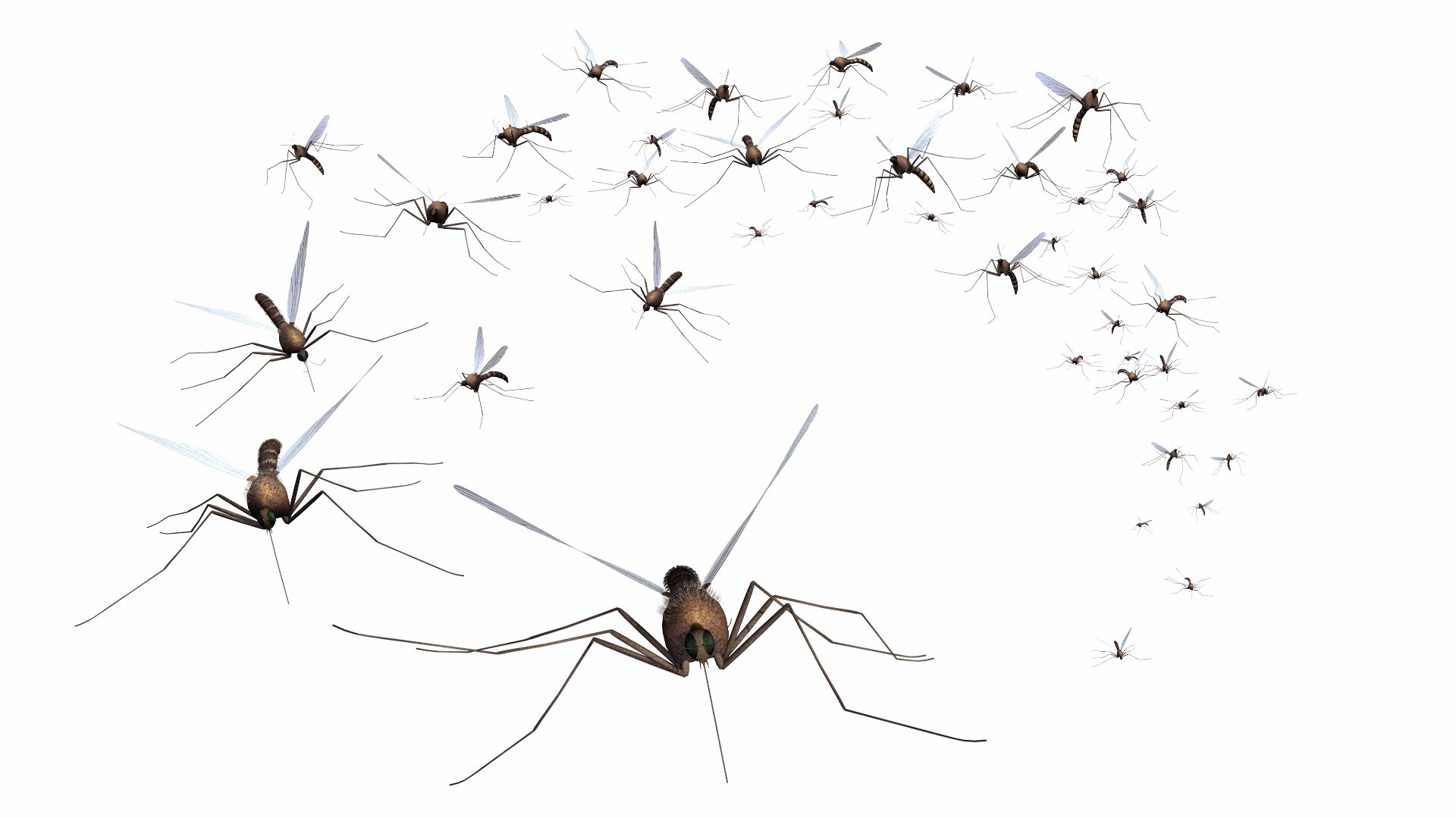 Mosquito Flying