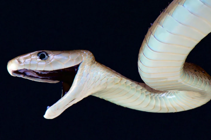 A synthetic antibody protected against deadly venom from a large family of snakes that includes the black mamba