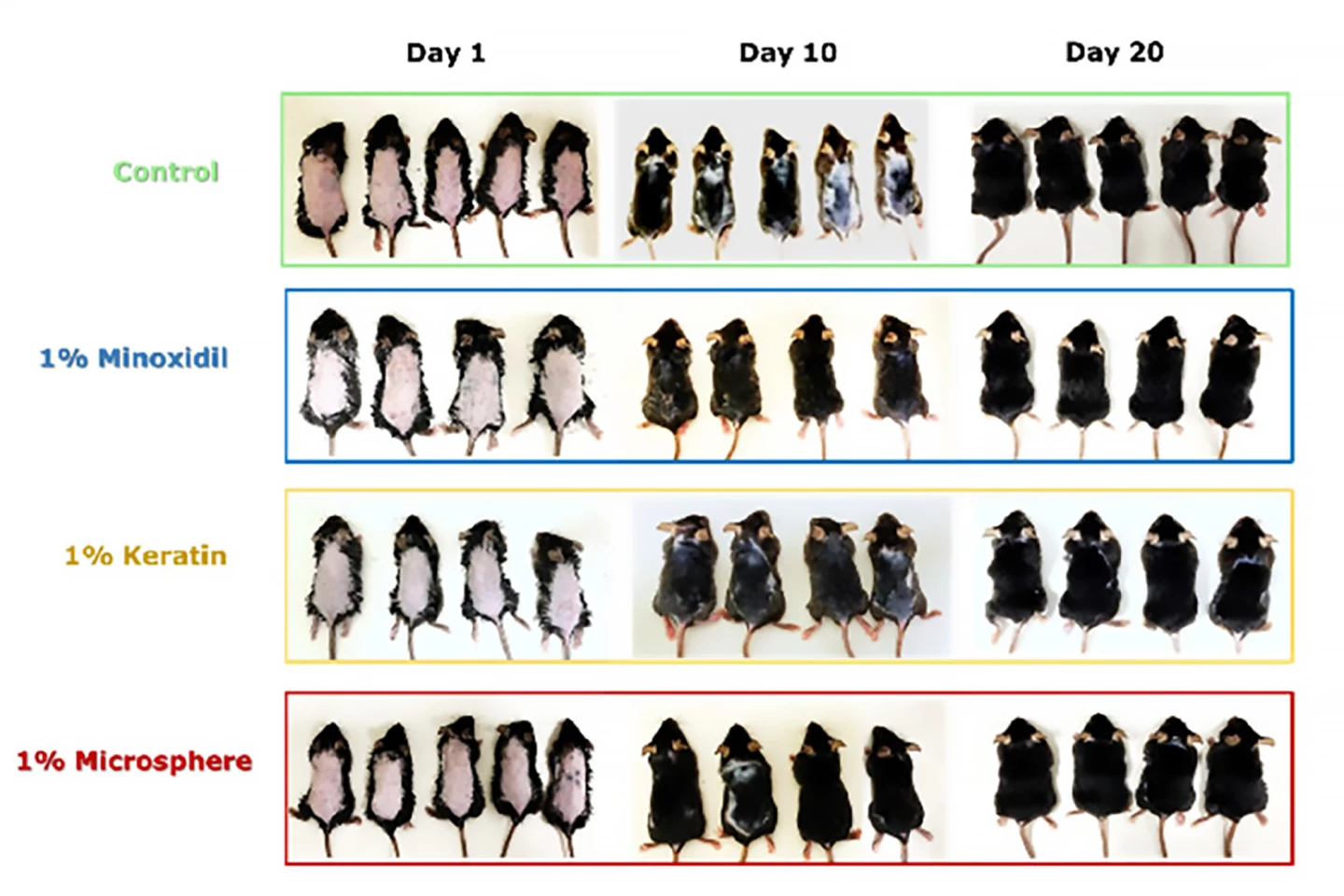 Mice from all treatment groups