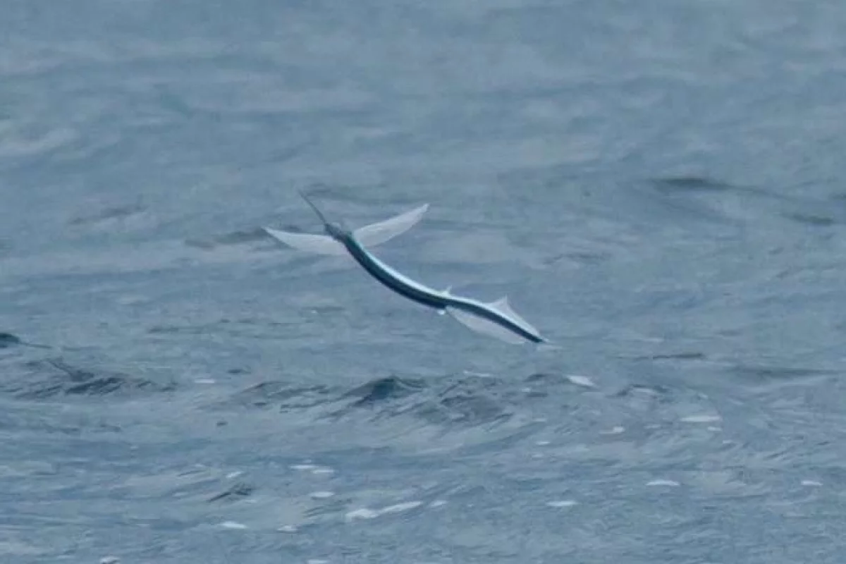A ribbon halfbeak in flight