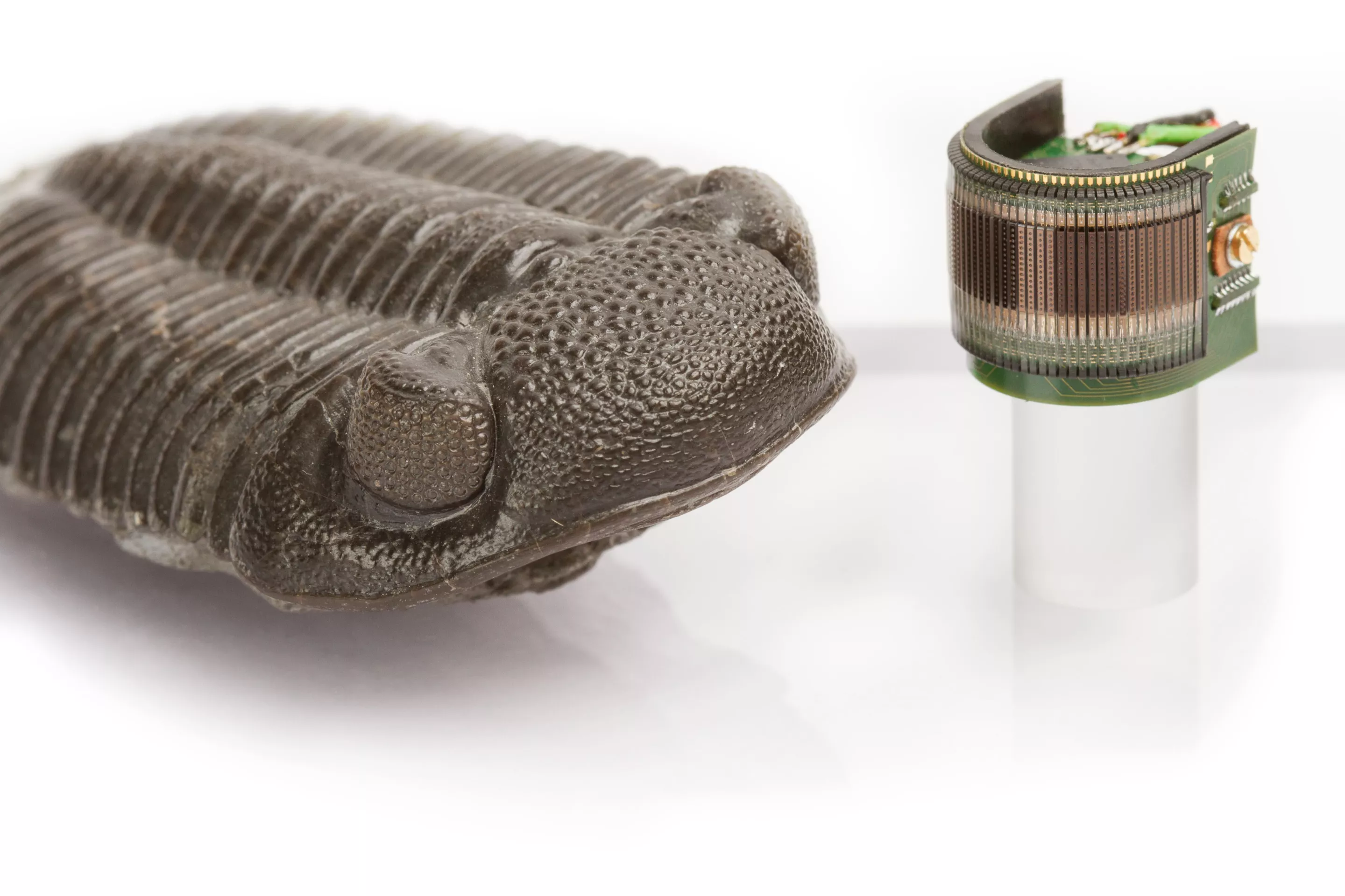 Size comparison between CurvACE and a trilobite fossil