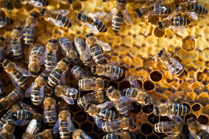 Recording bees' response to a gentle tap can indicate the health of a colony