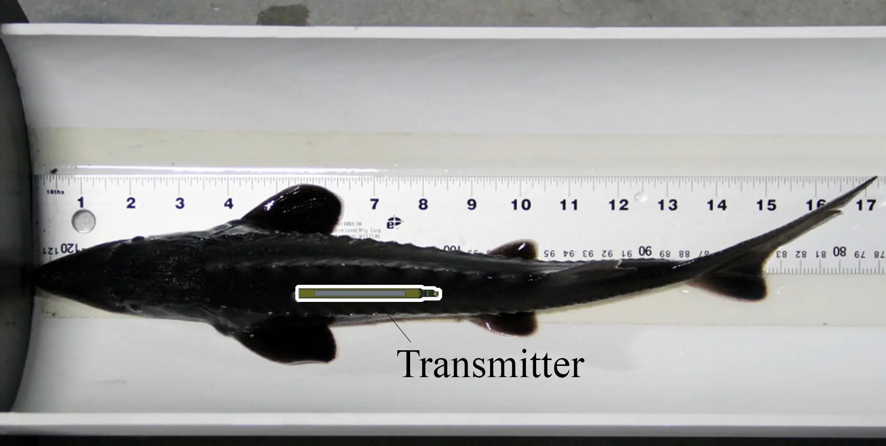 PNNL implanted its self-powered tracking tag into a juvenile sturgeon