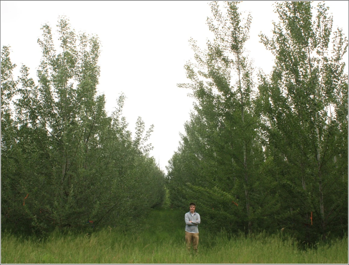 A multi-year study has shown that poplar trees can be genetically-modified to be sterile, meaning the GMOs can't propagate outside of designated farms