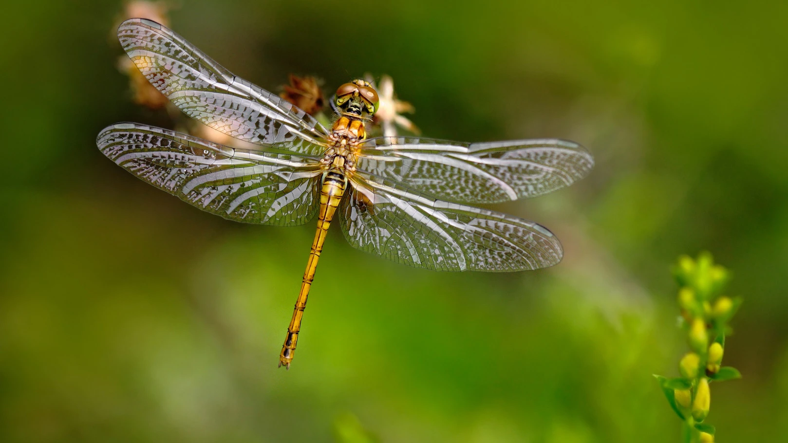 A new imaging technique has revealed how dragonfly wings get their antibacterial properties