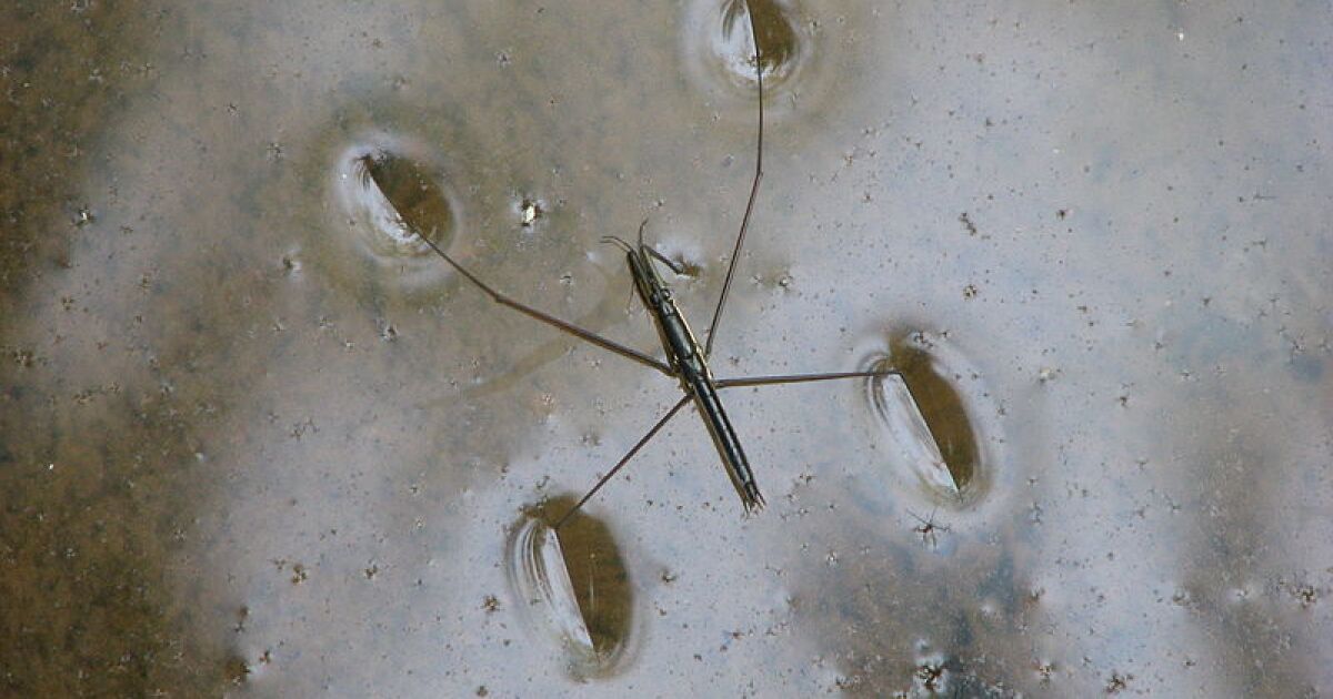 Superbuoyant material inspired by water striders