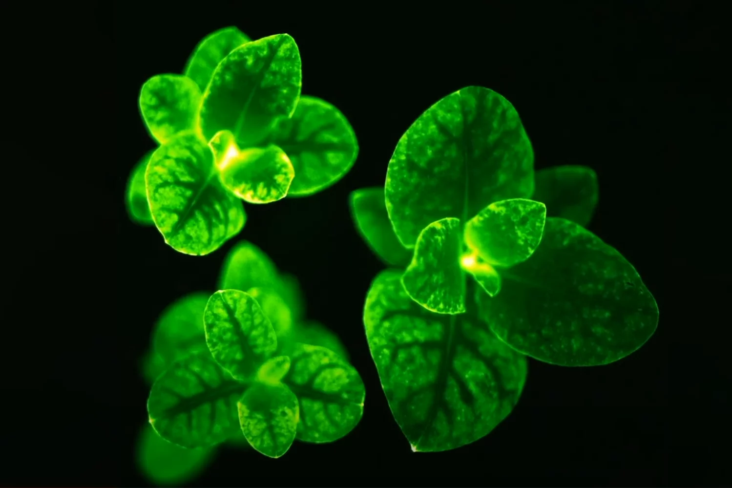 glowing tobacco plant USDA approves stunning bioluminescent glowing tobacco plant USDA approves stunning bioluminescent
