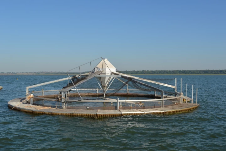 The new circular pens allow the tilapia to swim continuously, which they can't do in traditional square pens