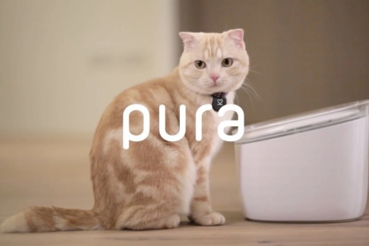 Taiwanese startup Noacare thinks its Pura water fountain will both get cats drinking and give you the inside track on their water consumption habits