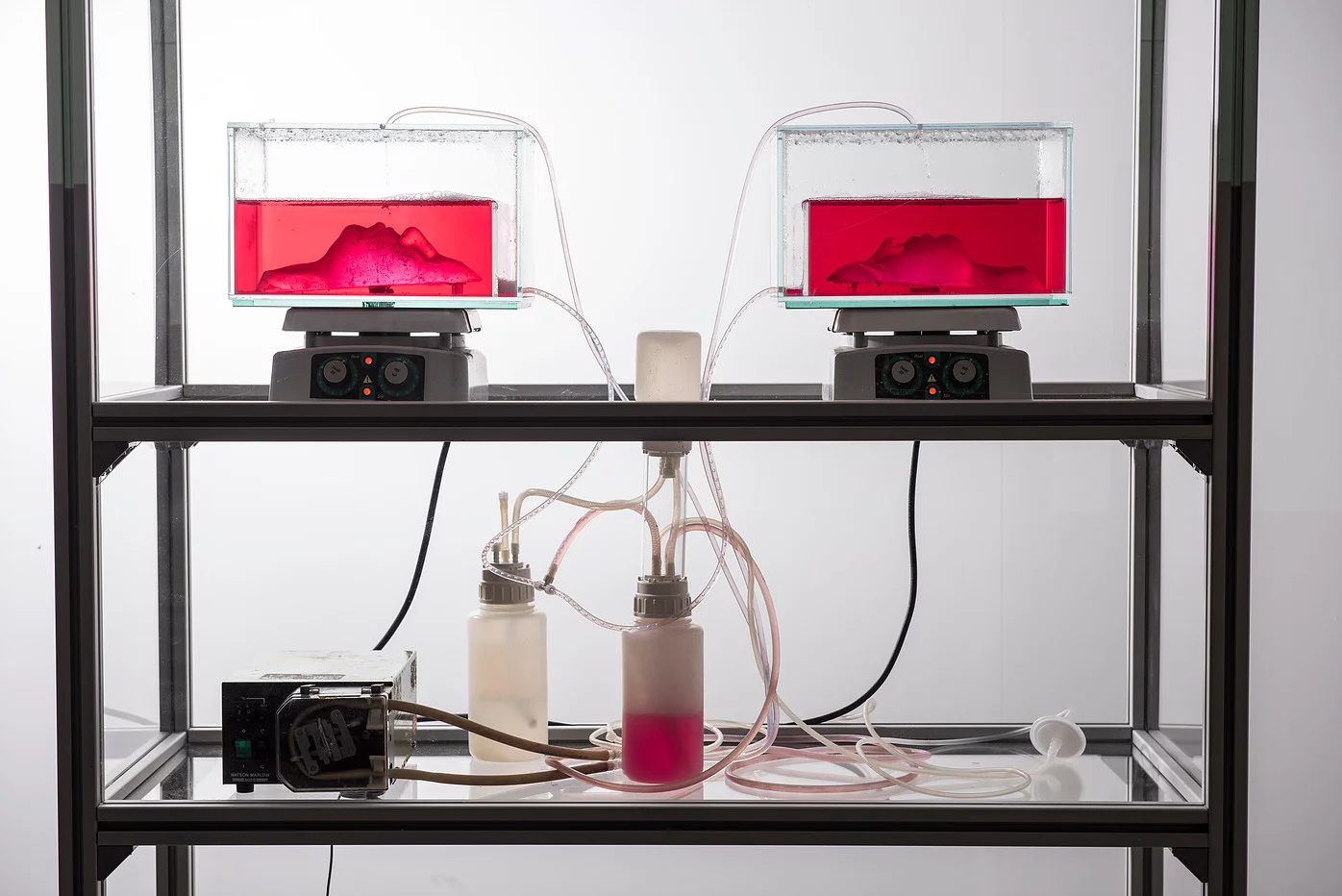 The glass casts of her daughter's faces growing unique cellular ecosystems in Heirloom