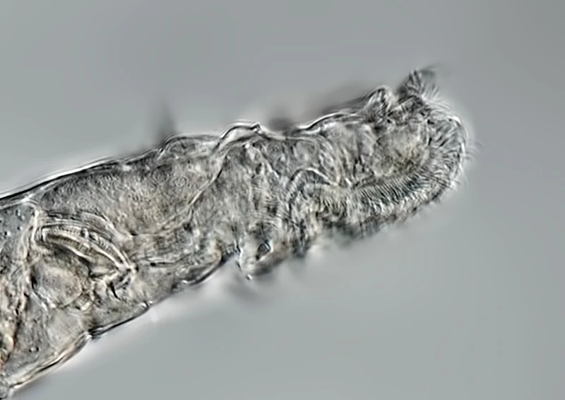 A close up of a bdelloid rotifer