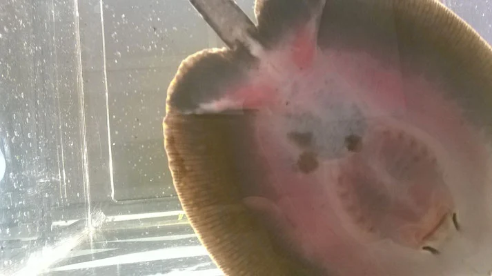 Kolmann says that freshwater stingrays evolved to chew insects as a means of survival