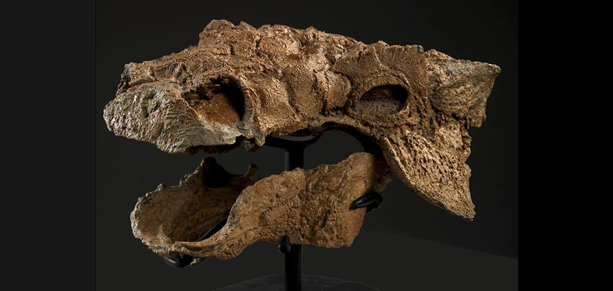 An almost-complete skeleton has been found of a new dinosaur species, and dubbed "Zuul, Destroyer of Shins"