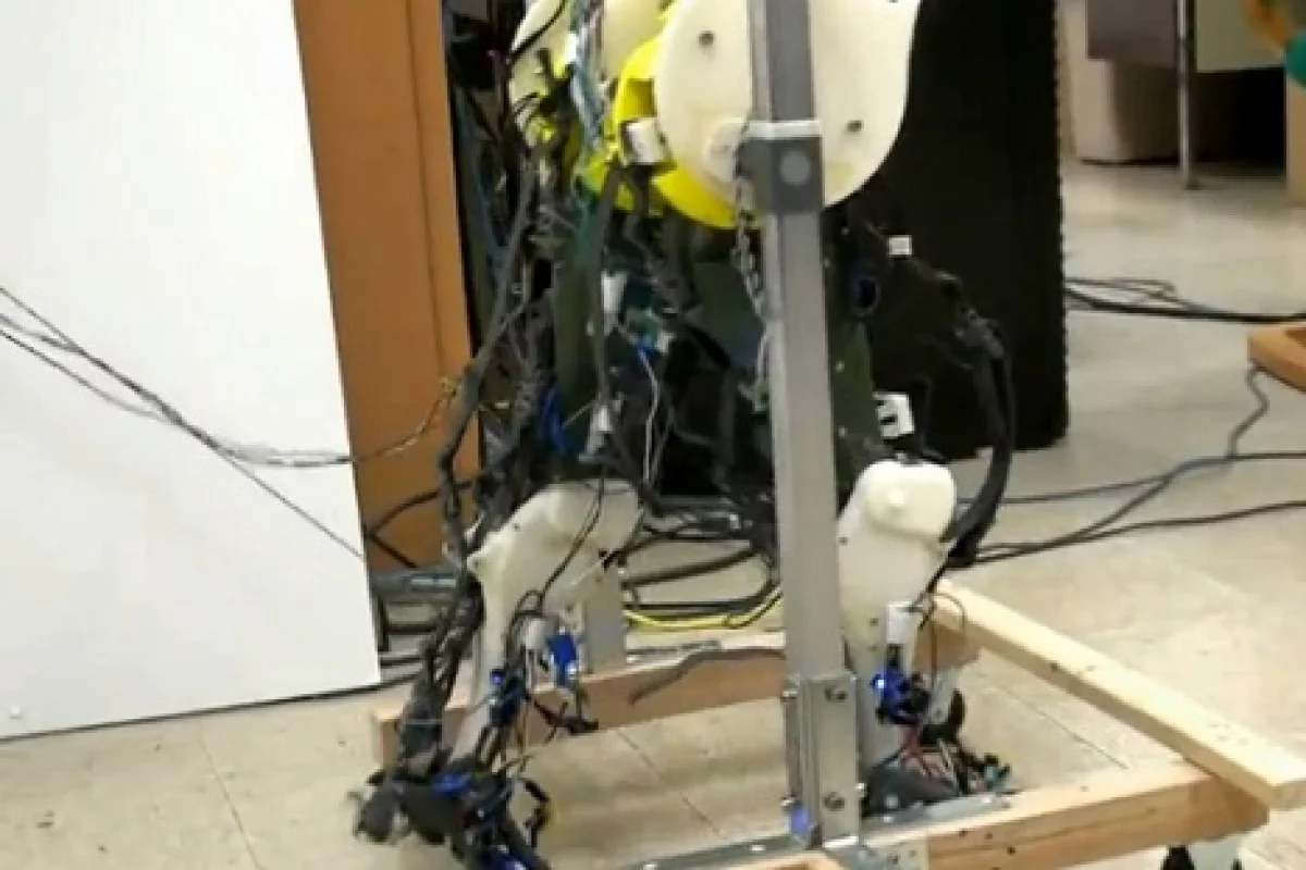 This biologically accurate set of robotic legs comprises simplified versions of the human neural, musculoskeletal and sensory feedback systems