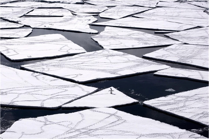 'Hey, where did everyone go?' A lone penguin navigates the icy waters of the Ross Sea