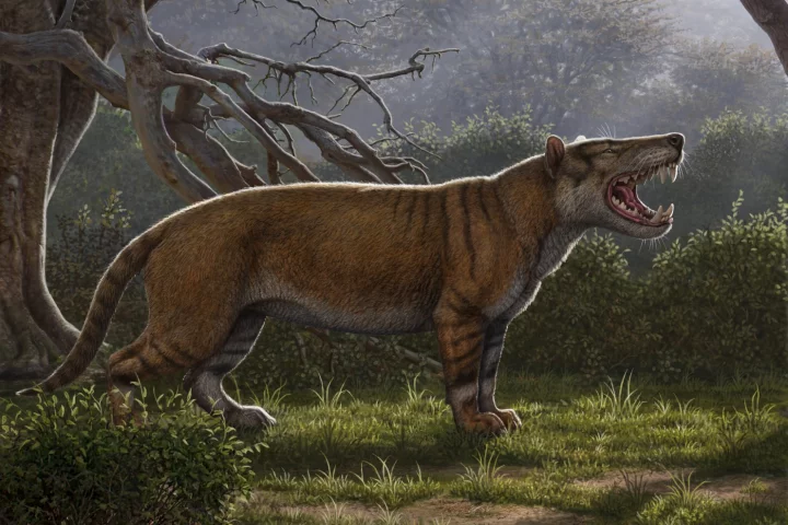 A recreation of what Simbakubwa Kutokaafrika may have looked like in the wild