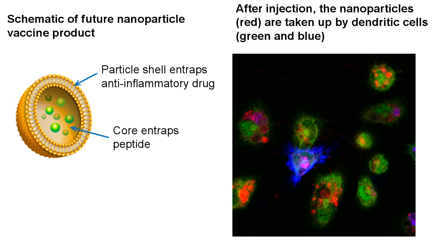 Thomas says the study's results are promising enough to continue development of more practical versions of the therapy, such as using nanoparticles as a delivery mechanism