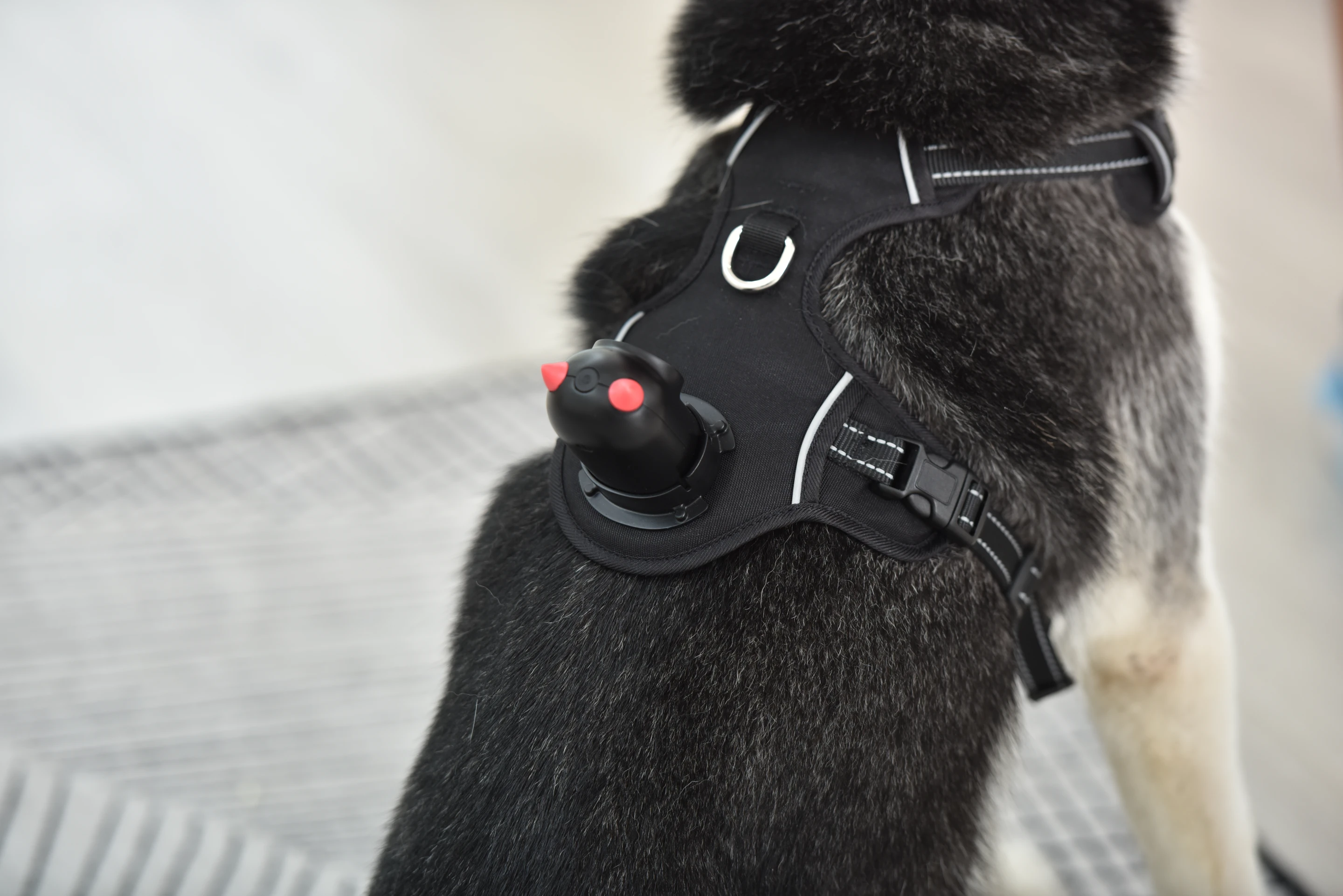 PetNow is presently the subject of a Kickstarter campaign