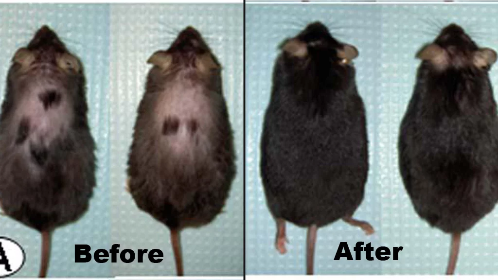 The mice before and after injections with astressin-B