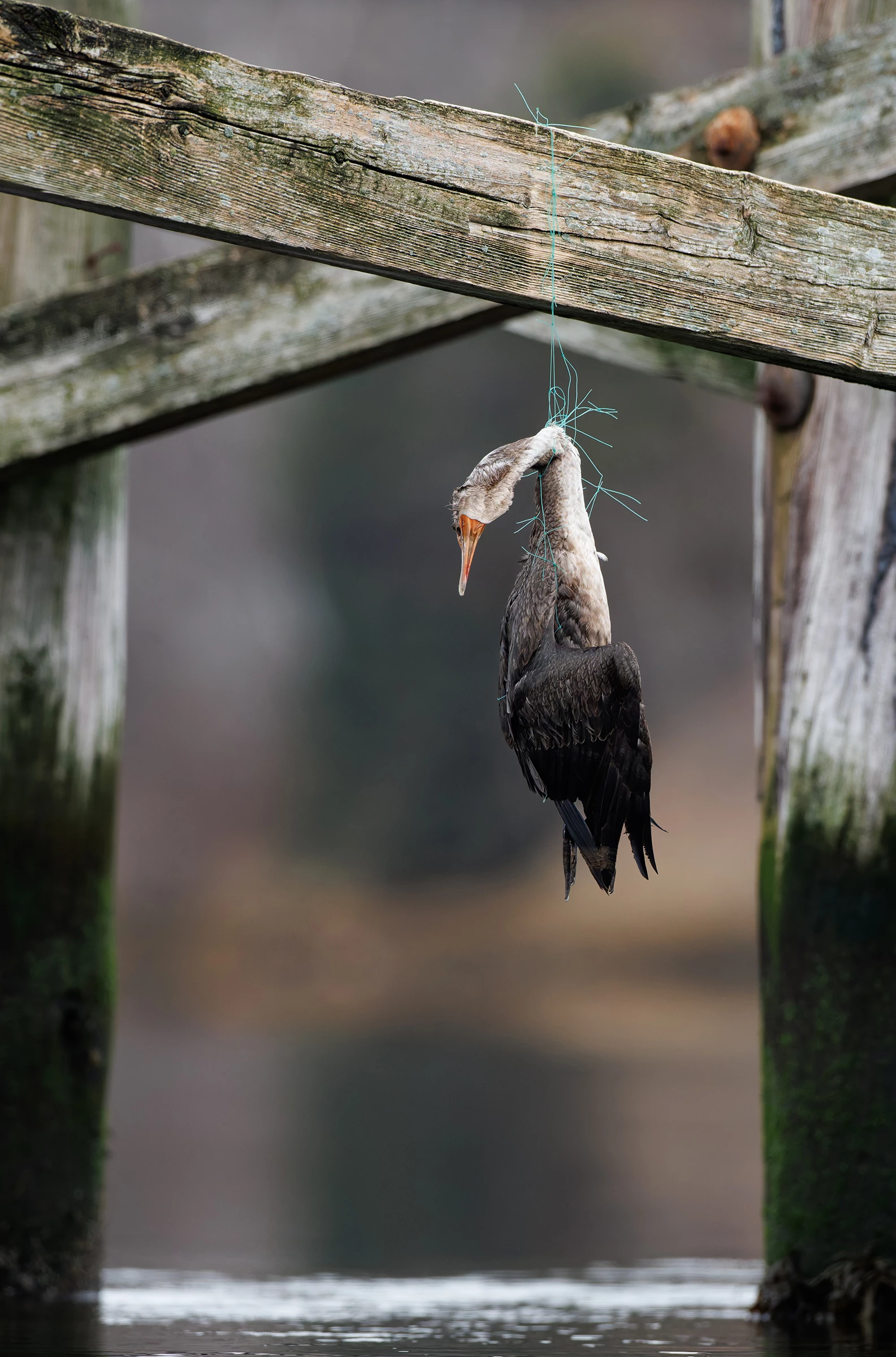 2025 Conservation Honorable Mention, United States and Canada: Double-crested cormorant ( Nannopterum auritum) by Gail Bisson (Sydney, Nova Scotia, Canada)