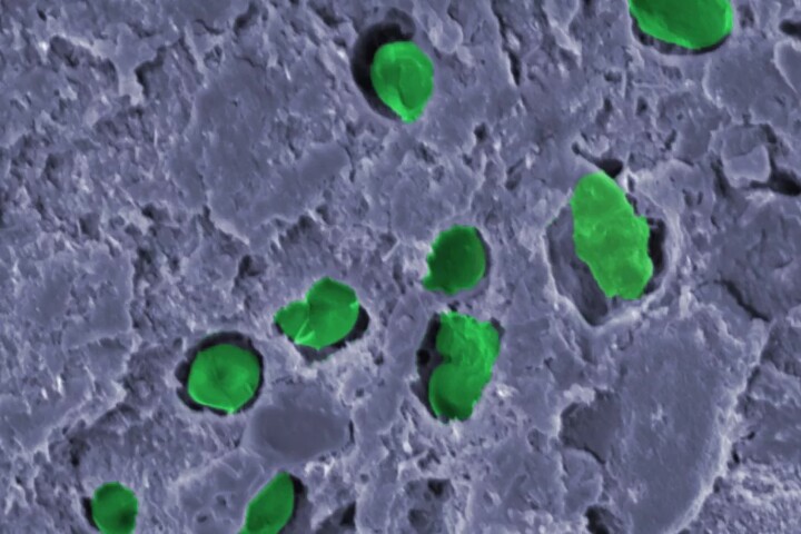 Researchers have created a biocoating containing cyanobacteria (green) that produces oxygen and can capture carbon dioxide