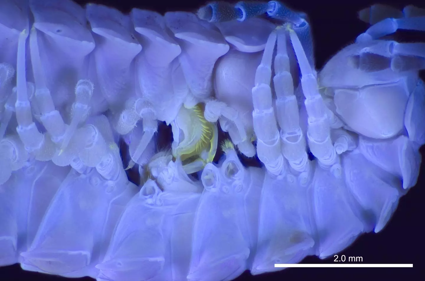 A mating pair of Pseudopolydesmus millipedes, viewed under UV light so that their anatomical structures are more visible