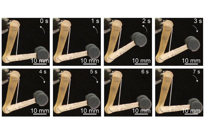The fibers developed by the MIT team can lift 650 times their own weight, and might be used to control robotic or prosthetic limbs