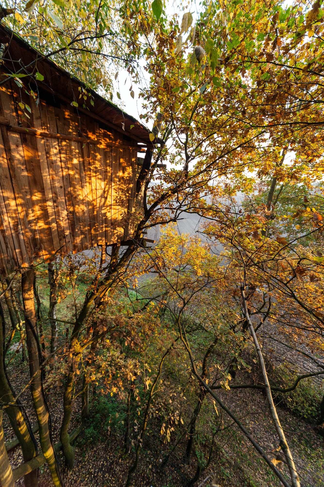 Kulturinsel Einsiedel: the treehouse hotel