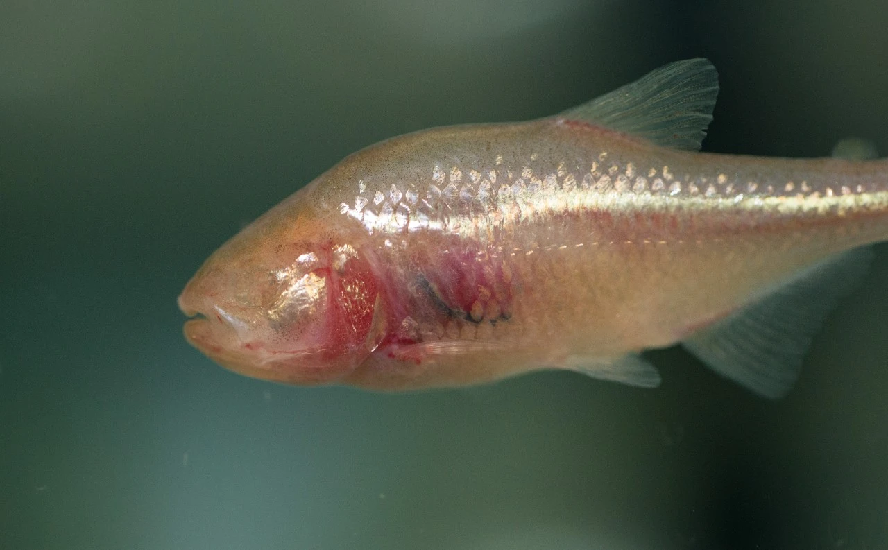 Because it lives in perpetual darkness, the Mexican cavefish has no need for eyes and has a skull that bends to the left to help it get a better sense of its surroundings