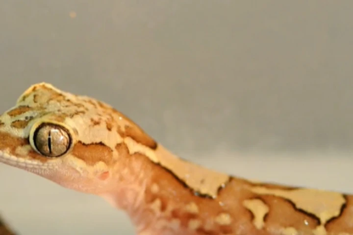 One of the box-patterned geckos used in the study (Photo: James Cook University)