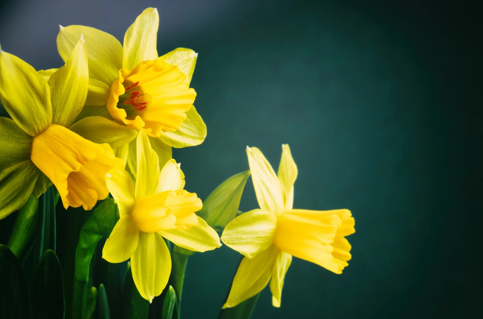A compound extracted from daffodils has been found to be a potential cancer killer