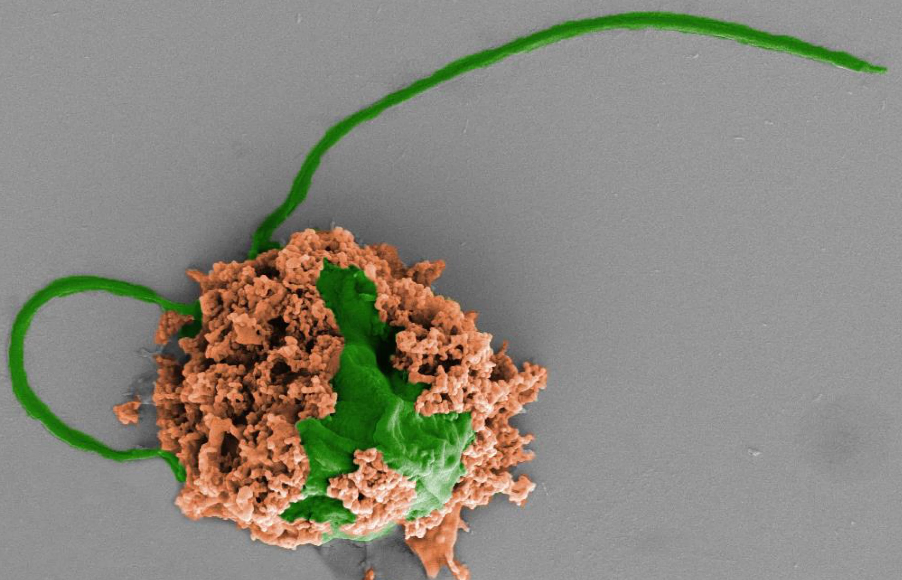 A scanning electron microscope image of one of the microrobots