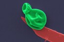 A colorized microscope image, showing a fungal cell (green) perched on a segment of black phosphorus (red)