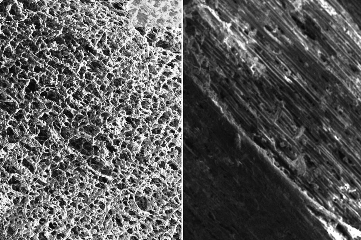 These scanning electron microscope images show pine wood, in the form of laser-induced graphene (left) and normal (right)