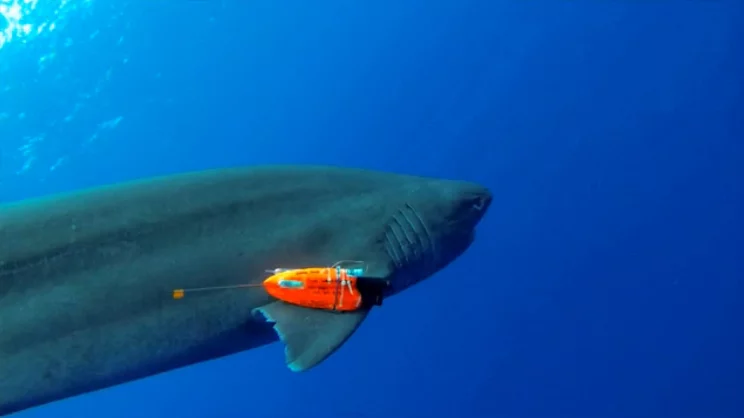 A six-gill shark sports one of the camera packs