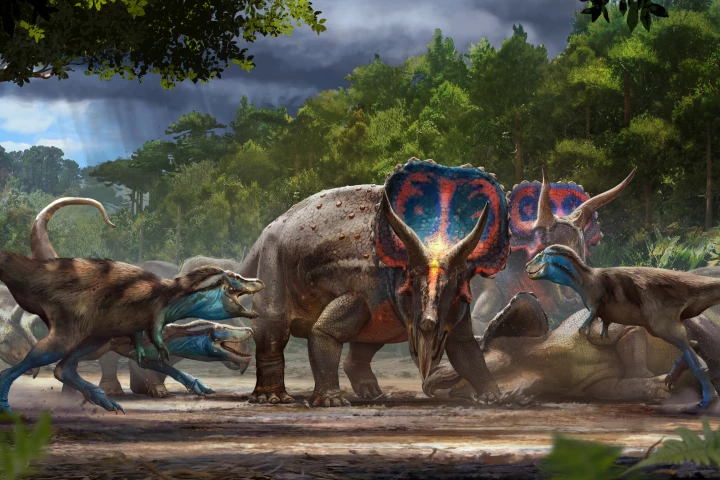 An artist's illustration of a group of young tyrannosaurs attacking a herd of Triceratops – an encounter that the Dueling Dinosaurs is said to have preserved