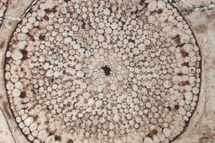 A 400-million-year old plant stem fossil from Scotland, which is one of the earliest known plant fossils