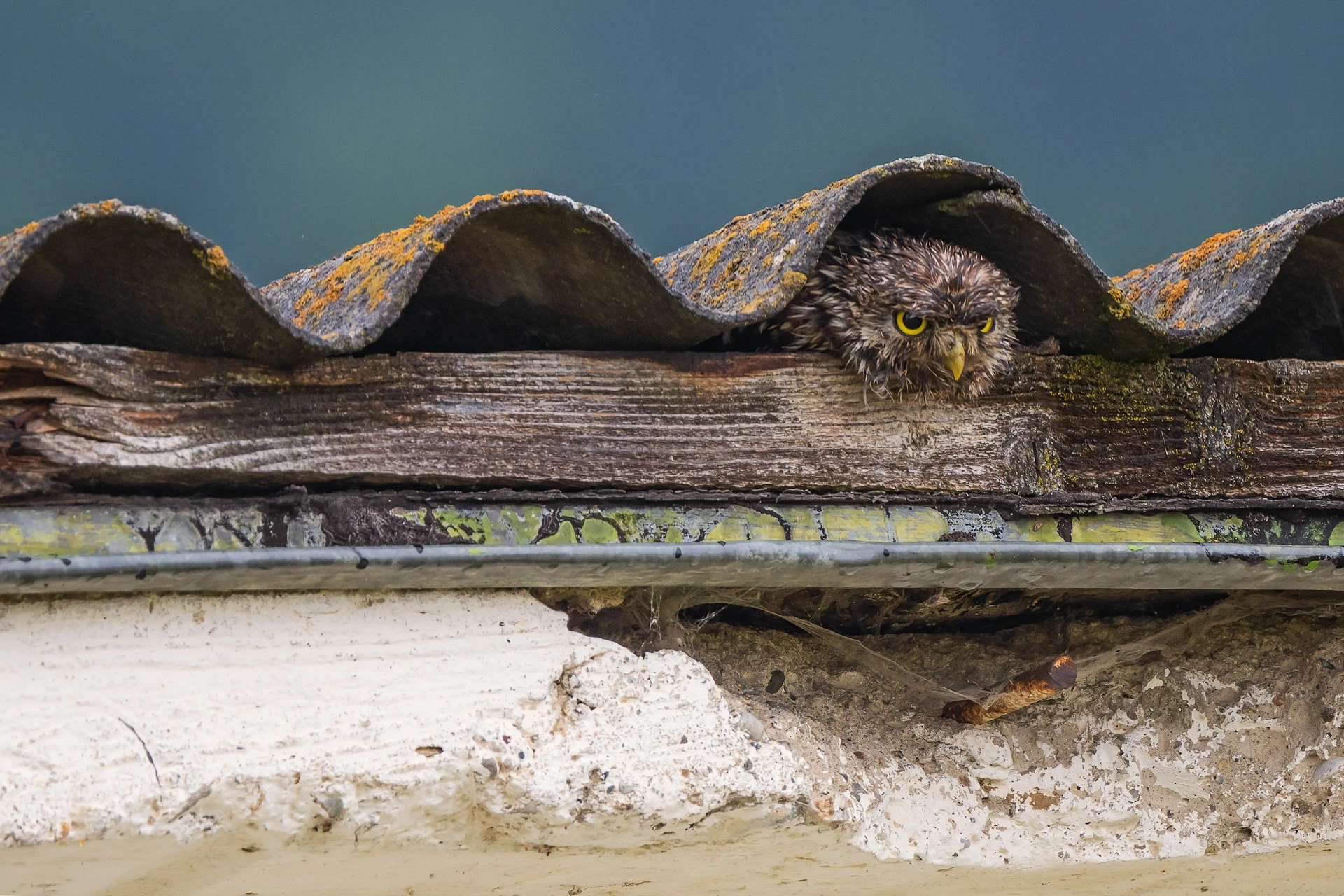 Silver - Urban Birds. Little Owl, Athene noctua. Harghita county, Transylvania, Romania