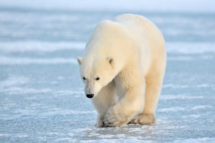 There's perhaps no better creature to look to than the polar bear when seeking inspiration for warmer clothing